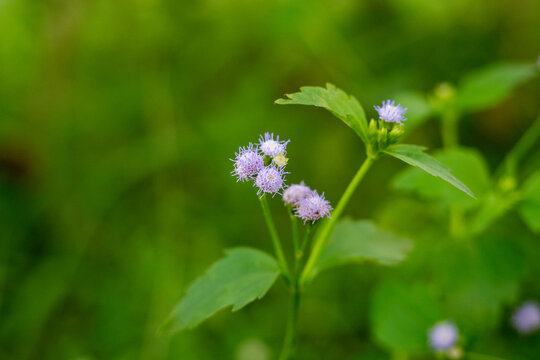 Close up of small purple Ageratum conyzoides wildflowers