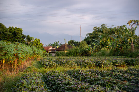 Rural landscape with sweet potato field and village houses