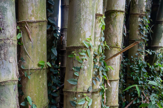 Close up of large green bamboo trunks with creeping vines in a forest