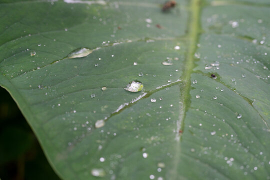 Close up of clear water droplets resting on a large green leaf