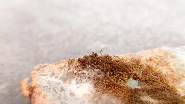 Rhizopus stolonifer (black bread mold) growing on rotten bread surface. Detailed view of sporangium and mycelium for biology and science education