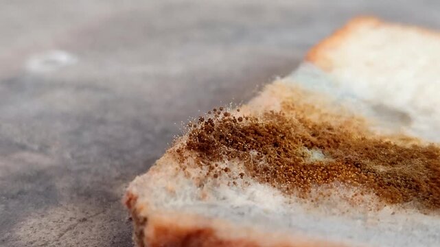 Rhizopus stolonifer (black bread mold) growing on rotten bread surface. Detailed view of sporangium and mycelium for biology and science education