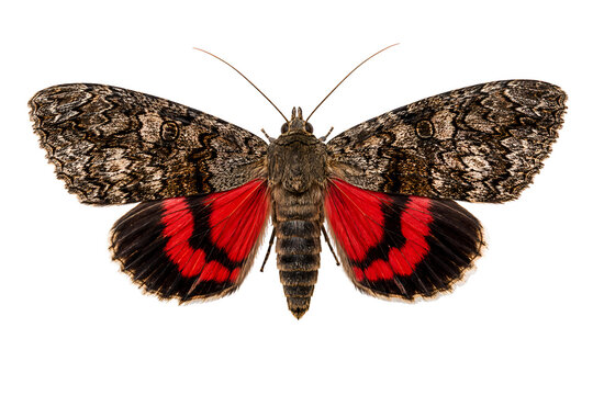 Red Underwing Moth Isolated on White Background with Wings Spread, Detailed Nocturnal Insect