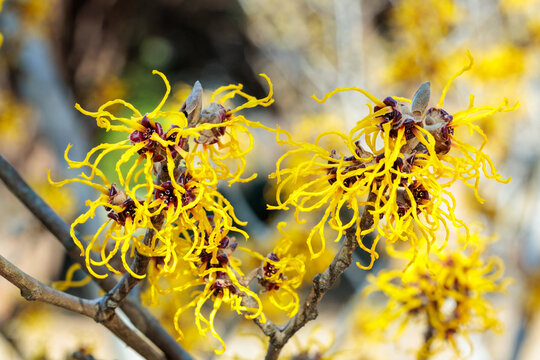 Close-up of yellow flowering Hamamelis Nina flowers blooming in a forest in early spring.