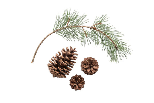 Natural pine branch with three brown pinecones