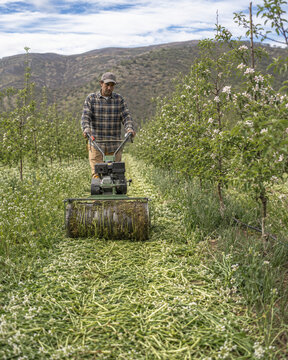 Rolling a Cover Crop Between Orchard Rows