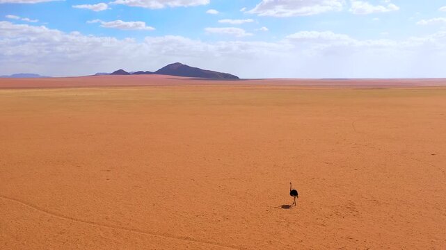 Lonely ostrich walking across vast arid desert landscape of namib desert.