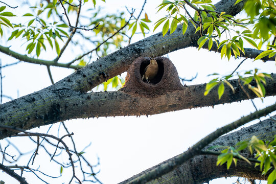 Rufous hornero bird standing at the entrance of its oven-shaped mud nest built on a thorny tree branch in nature