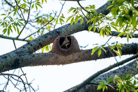 Rufous hornero bird inside its characteristic mud nest built on a thorny tree branch against a bright sky