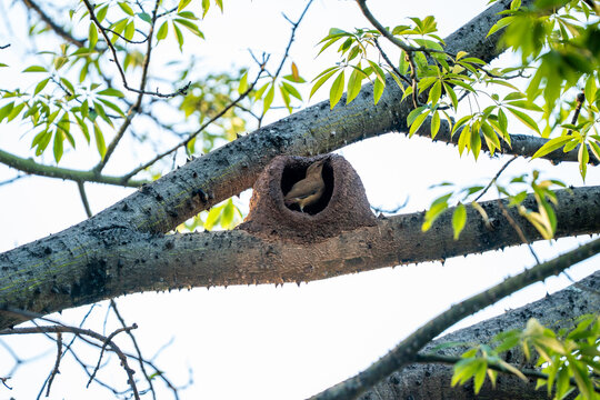 Rufous hornero bird inside its mud nest built on a spiky tree branch surrounded by green foliage
