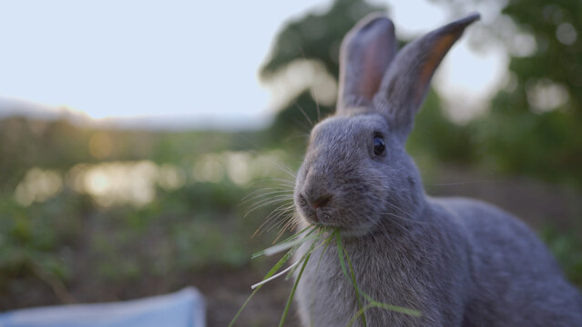 A rabbit sits calmly in a green field, munching on some grass. The rabbit enjoys the peaceful setting, with soft light casting over the serene scene of nature.