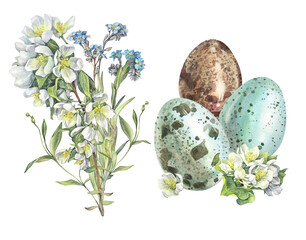 Watercolor Easter set with eggs with apple flower and forget-me-not isolated on white background. Celebration food and bouquet for spring menu. Clipart with new life of bird jay. Wallpaper wrapping