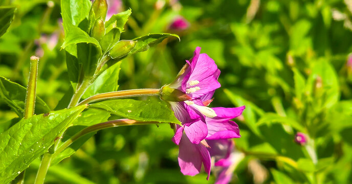 Great hairy willowherb flower blooming in summer garden