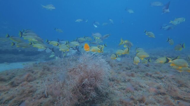 coral reef with tropical fish 