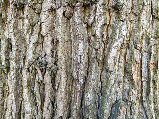 Fototapeta premium Tree bark texture showing organic rugged wood pattern