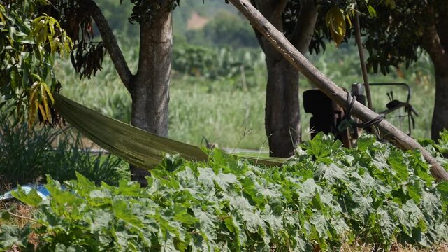 A rural garden with rows of green plants and hand tools beside open land and trees. Cultivated plot.