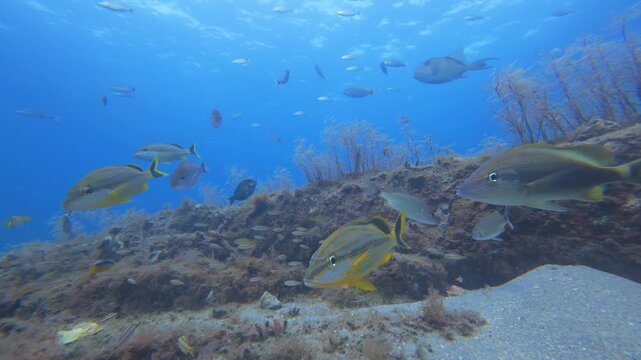 coral reef with tropical fish 