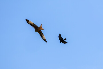 Fototapeta premium Red kite bird and crow flying in clear blue sky
