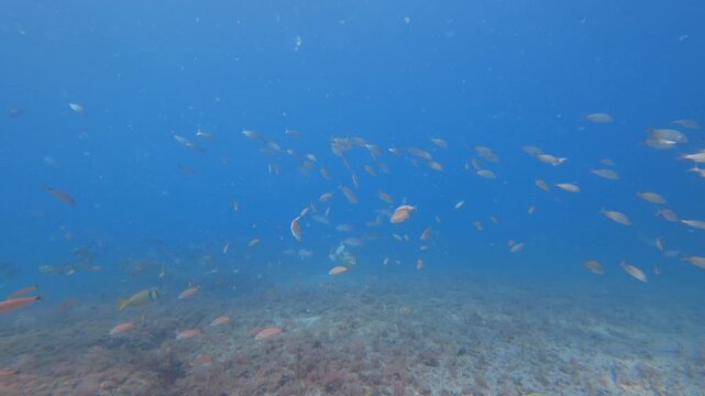 coral reef with tropical fish 