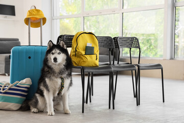 Siberian husky dog sitting patiently with travel luggage and backpack in a bright waiting area, ready for a journey, a siberian husky dog sits calmly next to a blue suitcase and a striped beach bag © Pixel-Shot