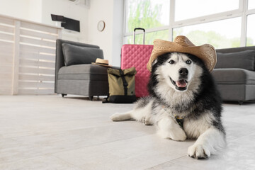 Happy husky dog wearing a straw hat and lying on the floor with luggage, ready for a summer vacation trip © Pixel-Shot