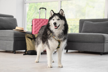 Siberian husky dog with a colorful harness standing in a living room with luggage, ready for travel © Pixel-Shot