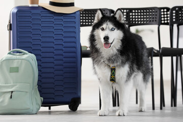 Siberian husky dog with heterochromia eyes standing next to a blue suitcase and backpack, ready for travel © Pixel-Shot