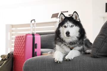 Siberian husky dog with blue eyes lying on a gray sofa next to a pink suitcase, pet travel and vacation © Pixel-Shot