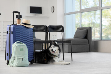 Siberian husky dog lying on the floor next to a blue suitcase and backpack in a modern waiting area, a straw hat and a takeaway coffee cup rest on top of the suitcase, travel and leisure © Pixel-Shot