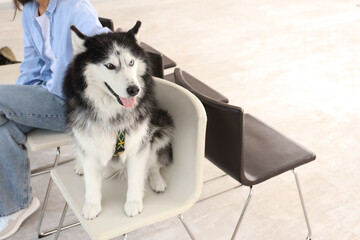 Siberian husky dog with heterochromia sitting on a chair next to a person, pet friendly environment © Pixel-Shot