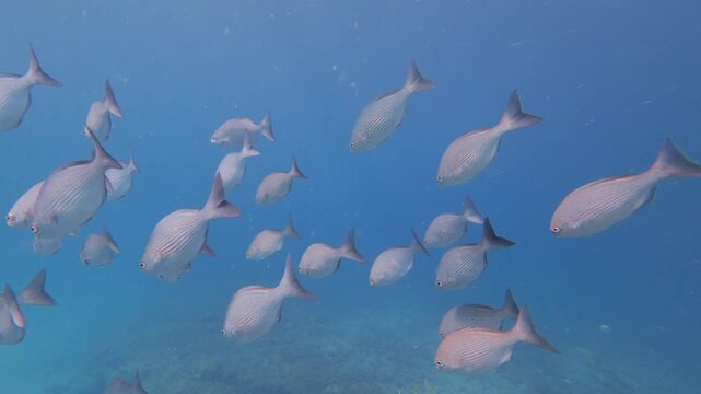 coral reef with tropical fish 