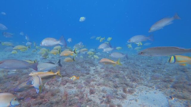coral reef with tropical fish 