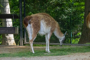 Obraz premium Guanaco camelid grazing fresh green grass in enclosure