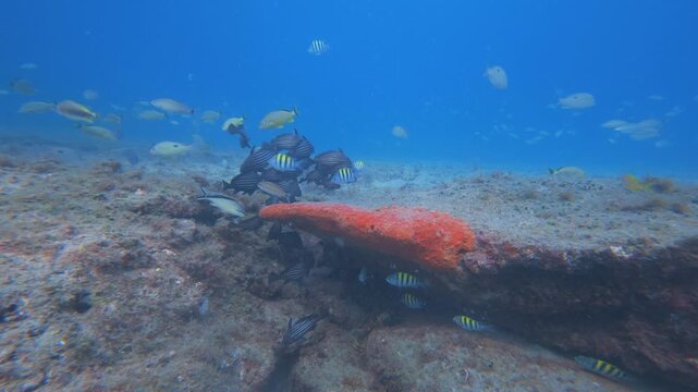 coral reef with tropical fish 