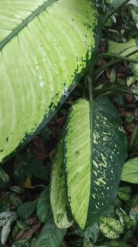 The *Diven* plant (often referred to as *Dieffenbachia*, *blanceng*, or *daun bahagia*) is a popular ornamental foliage plant native to tropical regions. Its key features are large, broad leaves with 