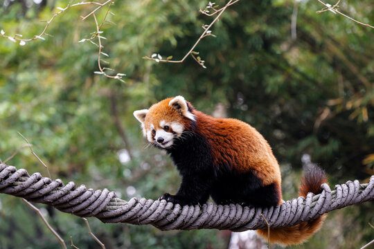 A sweet red panda on the rope and the drooping branches