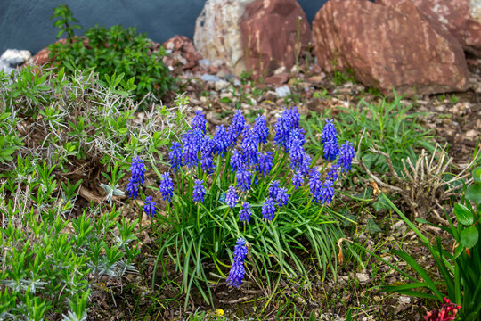 Blue grape hyacinth muscari armeniacum blooming in garden