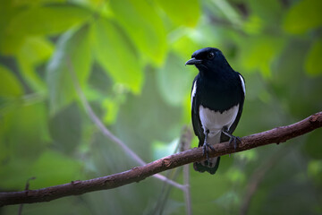 Obraz premium bird on a branch