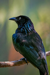 Obraz premium Drongo on a branch