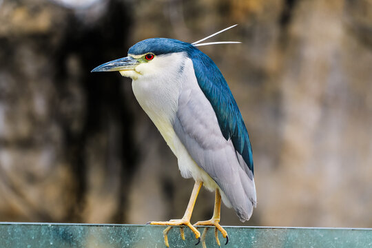 Standing on very thin glass, staring at your night heron