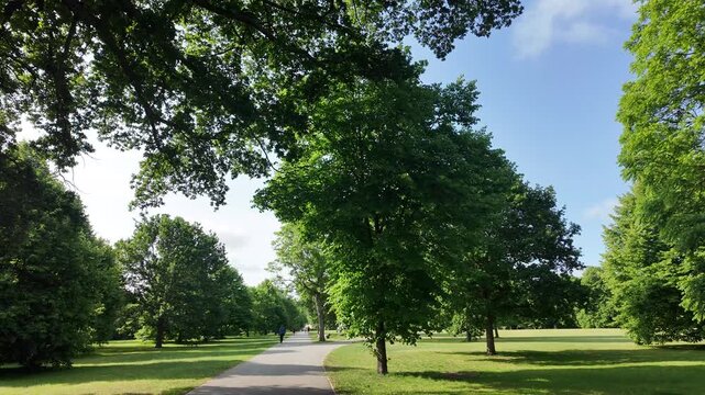 Scenic Path Lined with Lush Green Trees in Regents Park London