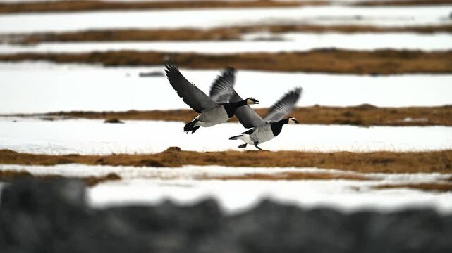 Pair of barnacle geese taking flight from a partially snow covered