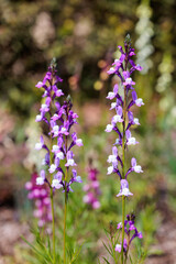 Obraz premium The beautiful flowers of Linaria triornisophora blooming in the garden.