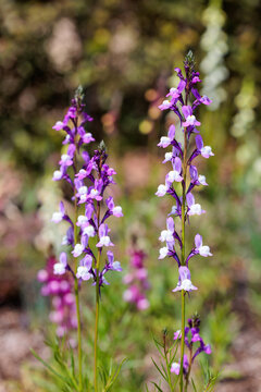 The beautiful flowers of Linaria triornisophora blooming in the garden.