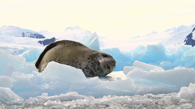 Leopard seal resting on floating ice floe in cold antarctic waters