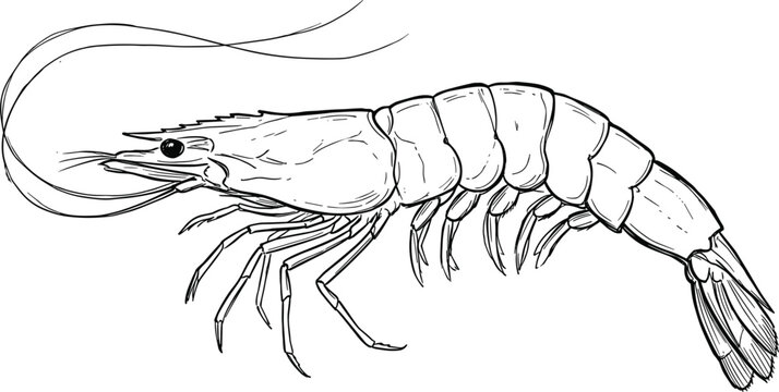 Detailed shrimp prawn seafood hand drawn sketch engraving vector illustration isolated on a clean white background restaurant menu design