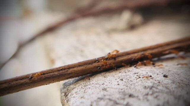 A group of red ants looking for food