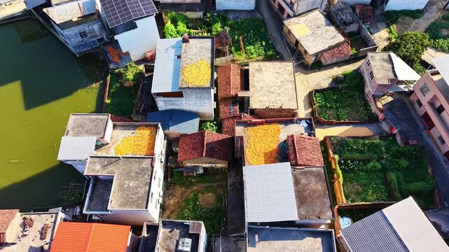 Cinematic aerial: Patchwork of golden grain drying on rooftops across picturesque autumn village