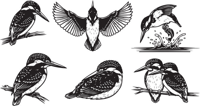 Kingfisher bird illustrations in various poses for nature or wildlife design projects