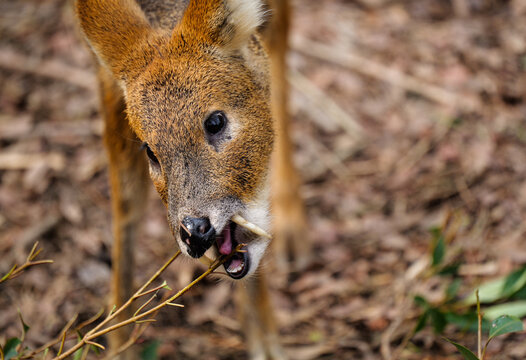 The moment a tusked deer eats leaves